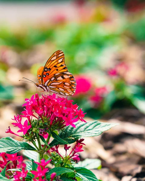 Vertical Closeup Shot Orange Butterfly Patterned Wings Pink Flower — Stockfoto
