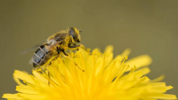 Közelkép Egy Méhről Amint Beporoz Egy Sárga Pitypangot — Stock Fotó