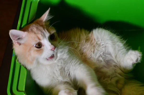 Cute Small Ginger Kitten Lying Home — Stock Fotó
