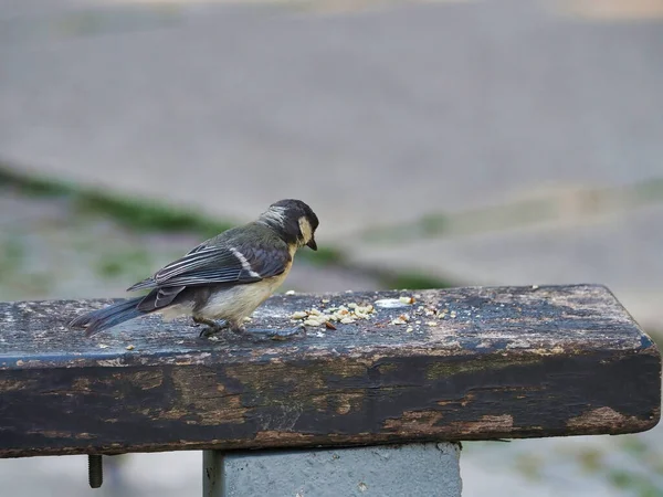 Parus Bird Perched Wooden Bench Park — Φωτογραφία Αρχείου