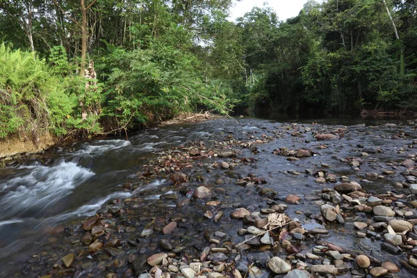 Small River Central Kalimantan Forest — Stockfoto