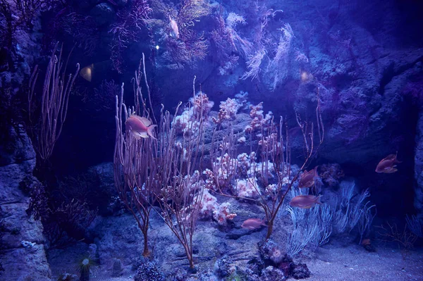 Closeup Fish Swimming Deep Underwater — Photo