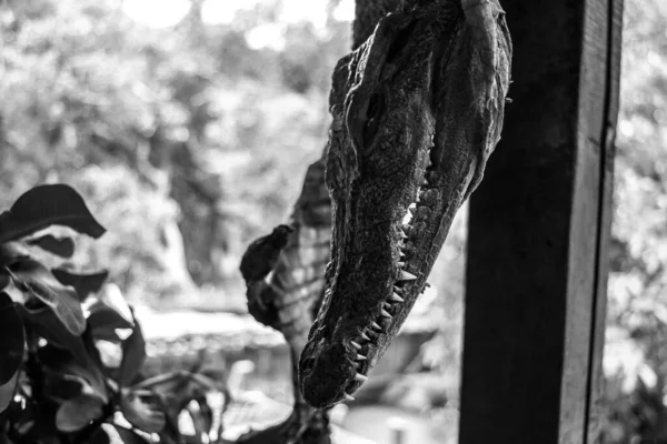 Head Small Dead Crocodile Hanging Display Rest Skinned Dried Body — Zdjęcie stockowe