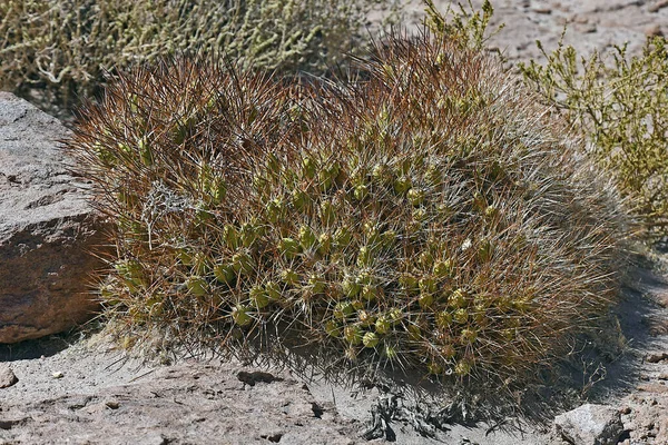 Closeup Plants Thorns Growing Stones Atacama Desert Chile — Fotografia de Stock
