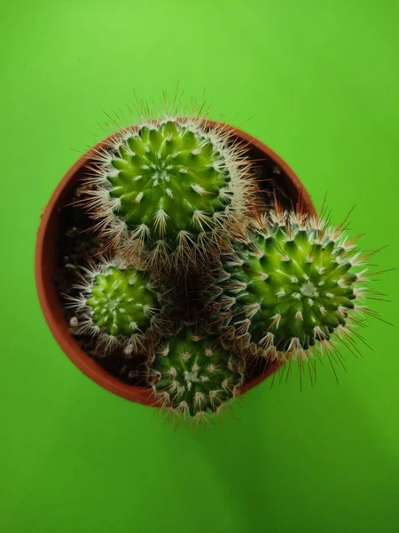 Top Closeup View Cactus Vase Green Background — 스톡 사진