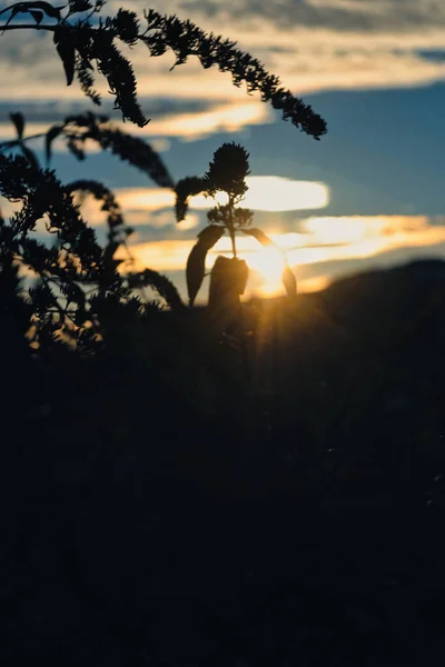 Silhouette Plants Gleaming Sunset — ストック写真