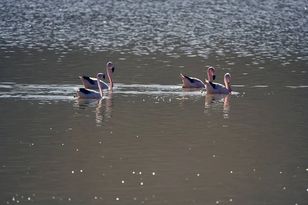 Closeup Flamingos Swimming Lake Sunlight Chile — Foto Stock