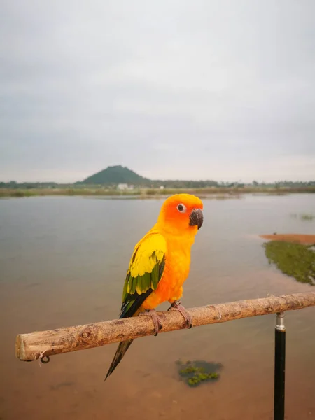 Beautiful Shot Yellow Macaw Parrot Sitting Wooden Rod Background Mossy — Foto Stock