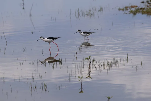 Beautiful Shot Black Necked Stilts Lake Day — 스톡 사진