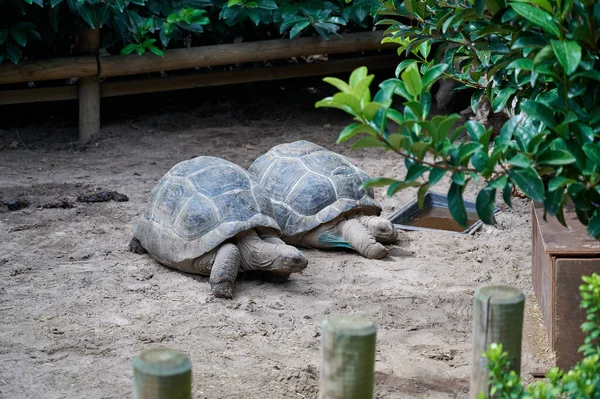 Closeup Tortoises Sand — Fotografia de Stock