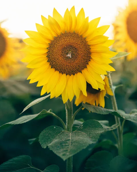 Close Shot Yellow Sunflower Grown Sunflower Field Spring — 图库照片
