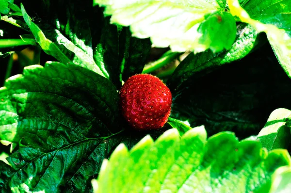 Close Shot Strawberry Plant — Foto de Stock