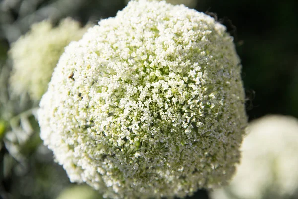 来自有机花园的胡萝卜的白色花朵 — 图库照片