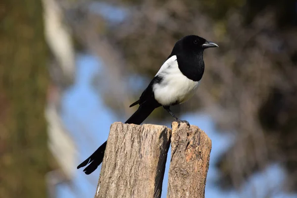 Closeup Shot Eurasian Magpie Tree Forest — Stock fotografie