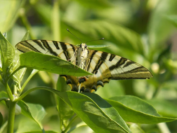 Closeup Shot Scarce Swallowtail Butterfly Blurred Background — 图库照片