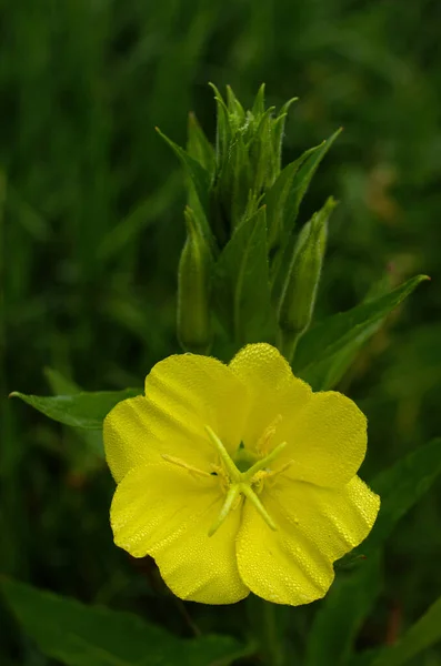 Close Shot Yellow Tufted Evening Primrose Flower Blurred Background — Foto Stock