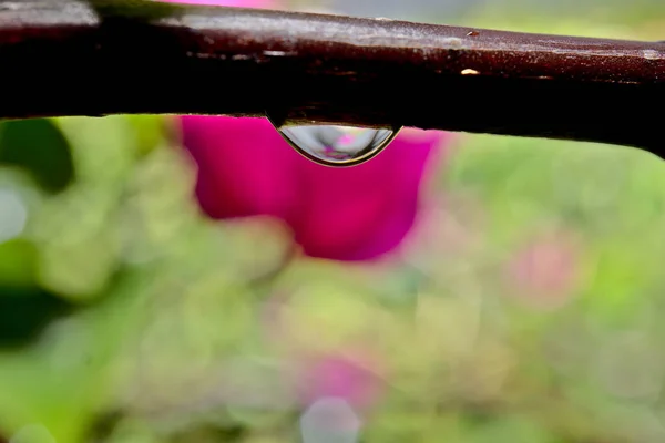 Macro Shots Rain Drops Flowers — Stock fotografie