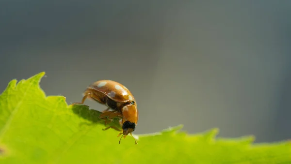 Close Shot Orange Ladybug Wanders Edge Leaf Clean Background — Photo