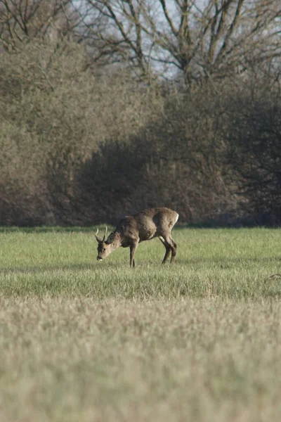 Vertical Shot Deer Antlers Grazing Meadow — Stockfoto