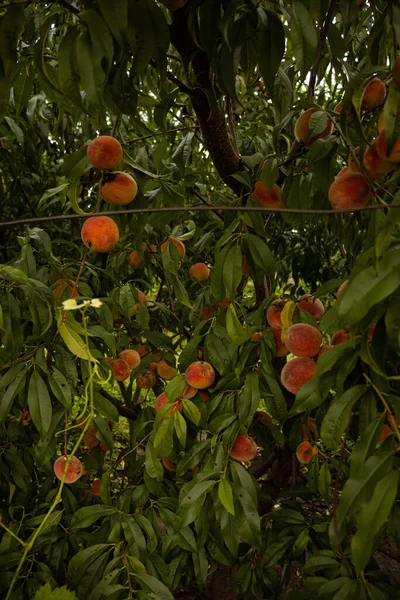 Fresh Ripe Peaches Tree Garden — Photo
