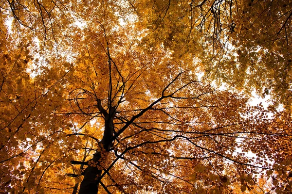 Ένα Χαμηλό Πλάνο Γωνίας Πυκνών Φθινοπωρινών Δέντρων Στο Δάσος — Φωτογραφία Αρχείου