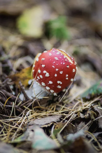 Selective Focus Shot Wild Mushroom Growing Forest — стоковое фото