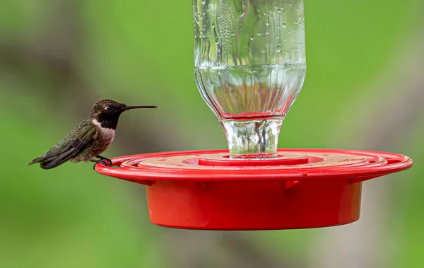 Beautiful Shot Hummingbird Bird Drinker — Stockfoto