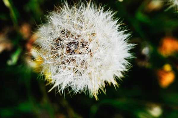 Close Shot Common Dandelion — стокове фото