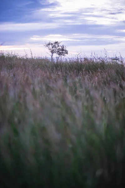 Selective Focus Shot Trees Feather Grass Field Cloudy Sky — Stok fotoğraf
