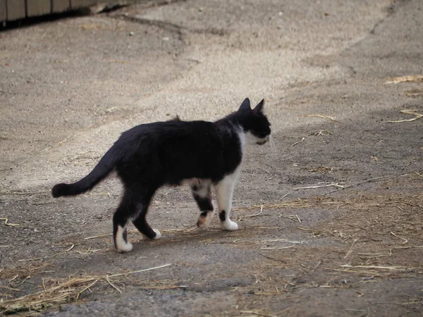 Feral Black White Cat Walking Stree — Stockfoto