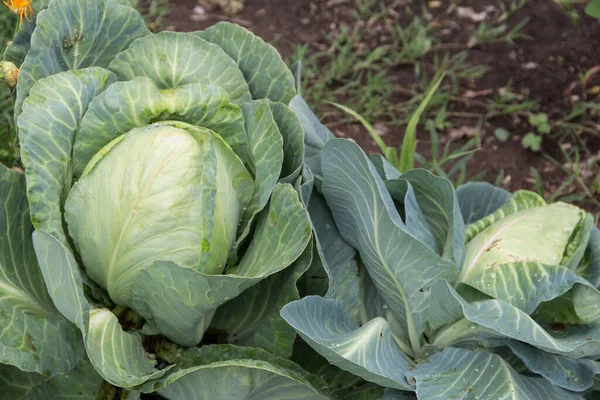 up close organic cabbage grown in the family garden