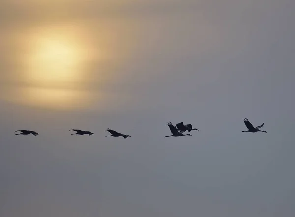Silhouette Common Cranes Flying Sky Kongens Mose Denmark — Stockfoto