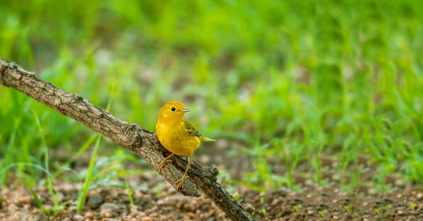 Cute Warbler Perched Tree Branch — Stock Photo, Image