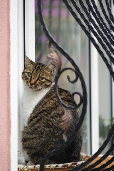 Patterned Brown Fluffy Cat Sitting Windowsill — Stock Fotó
