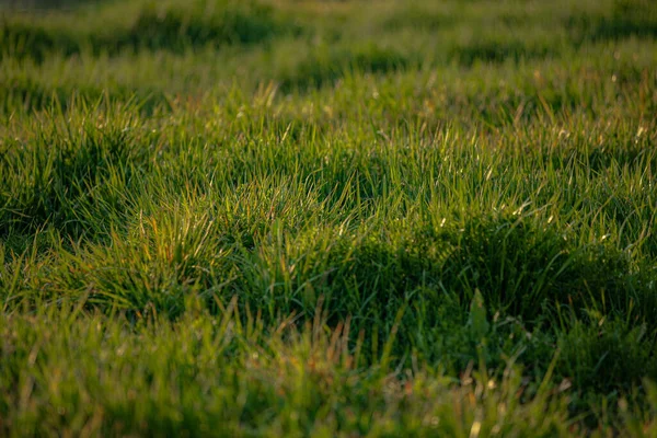 Güneşin Altında Taze Yeşil Çimen Tarlası — Stok fotoğraf