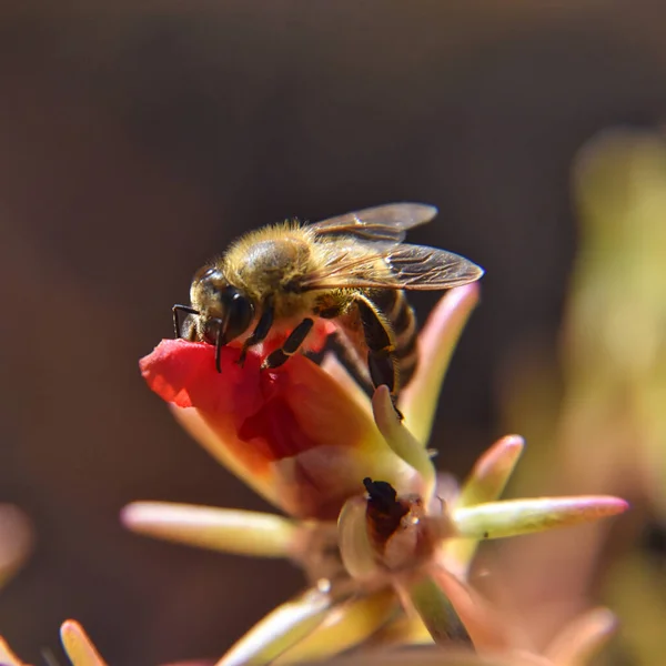 Selective Focus Bee Collecting Nectar Flower — Foto de Stock