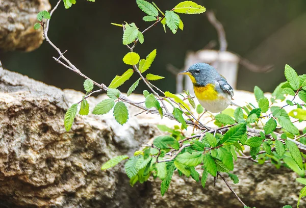 Cute Northern Parula Bird Perched Tree Branch — Foto de Stock