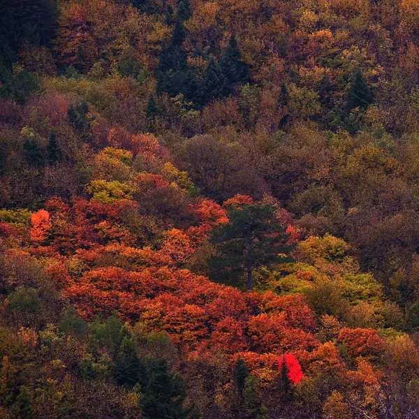 Colorful Autumn Trees Mountain Forest — Fotografia de Stock