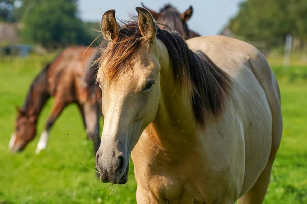 Closeup Shot Horses Field Stallions Netherlands — ストック写真