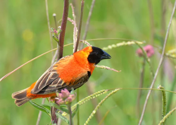 Closeup Shot Southern Red Bishop Perched Plant Rietvlei Nature Reserve — Stockfoto