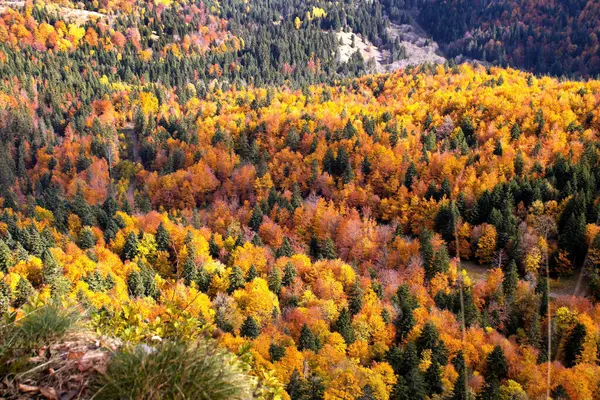 Mesmerizing View Dense Autumn Trees Forest — ストック写真
