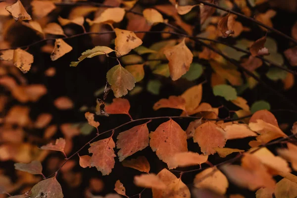 Closeup Shot Yellow Autumn Leaves Ground — Fotografia de Stock