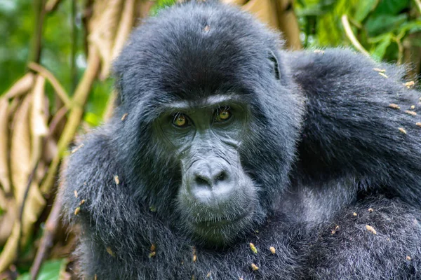 Beautiful Shot Gorilla Trekking Uganda — Stockfoto