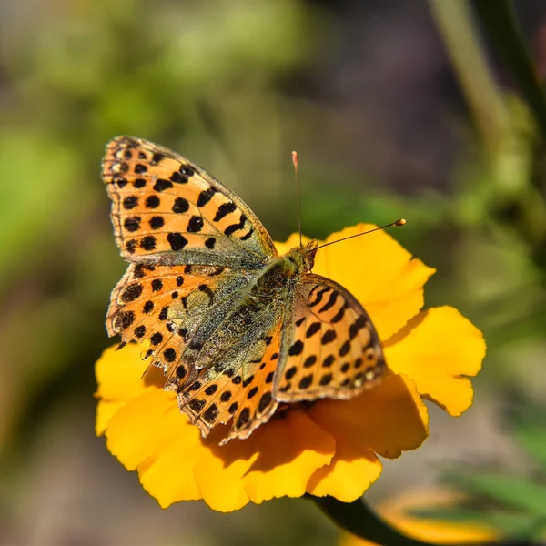 Selective Focus Pearl Butterfly Yellow Flower Blurred Garden Background — Foto Stock