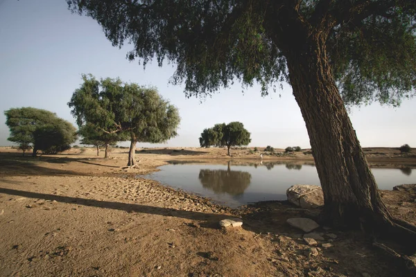 stock image A beautiful shot of trees by the lake