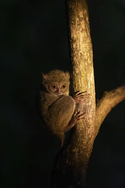 Vertical Shot Cute Tarsier Monkey Tangkoko National Park Sulawesi Indonesia — Fotografia de Stock