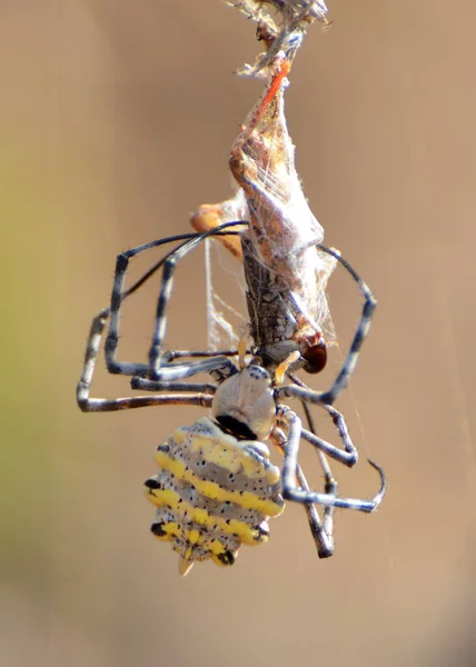 Vertical Shot Common Garden Orb Web Spider Blurred Background — Photo