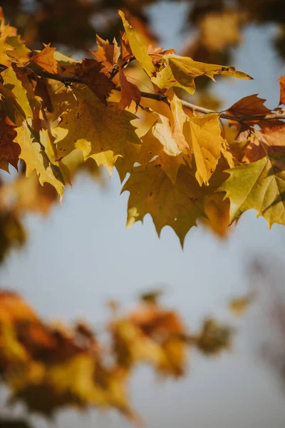 Closeup Yellow Leaves Tree Autumn — Fotografia de Stock