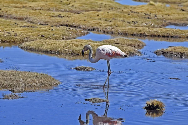 Flamingo Pond Surrounded Grass Atacama Desert Sunny Day Chile — Zdjęcie stockowe