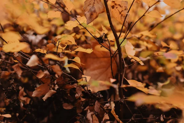 Closeup Selective Focus Shot Yellow Autumn Leaves — Stock Photo, Image